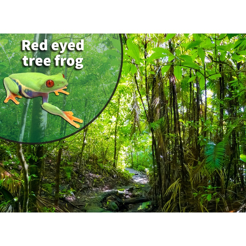 Red-eyed Tree Frog (Agalychnis callidryas) Bioactive Vivarium Kit