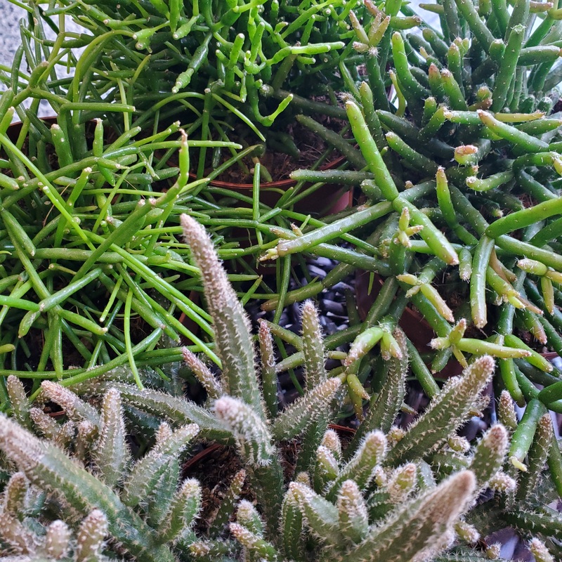 Rhipsalis mix, 12cm Pot