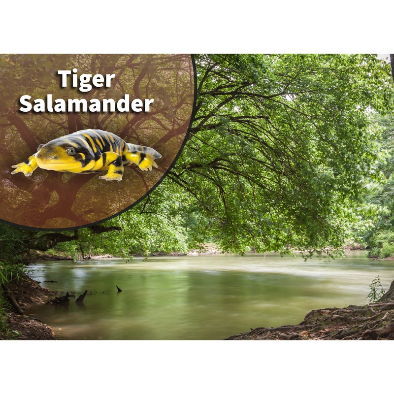 Tiger Salamander (Ambystoma tigrinum) Bioactive Vivarium Kit