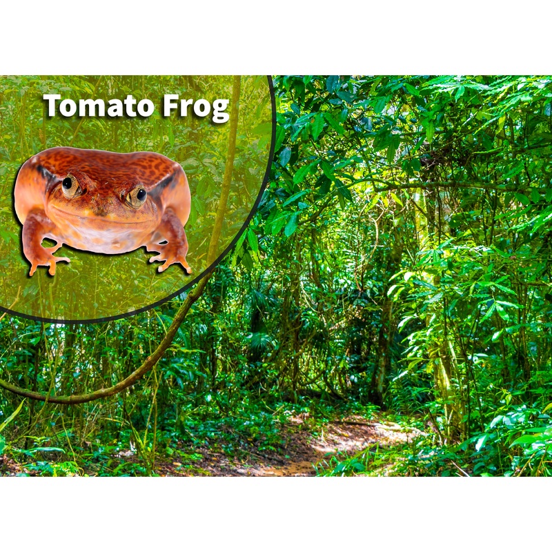 Tomato Frog (Dyscophus species) Bioactive Vivarium Kit
