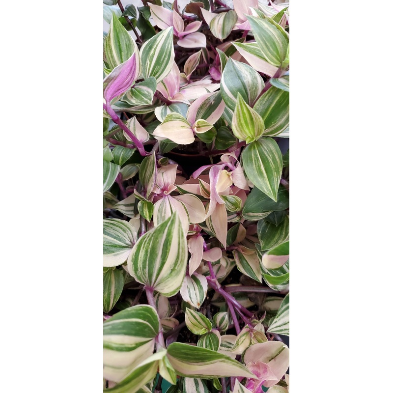 Tradescantia fluminensis – quadricolor, 20cm Hanging Pot