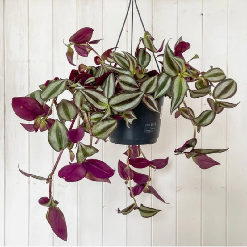 Tradescantia Zebrina – Violet Hill, 17cm Hanging Pot