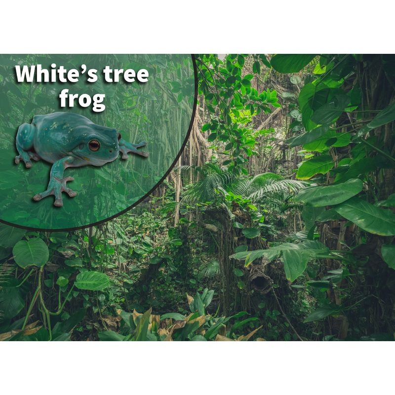 White’s Tree Frog (Litoria caerulea) Bioactive Vivarium Kit
