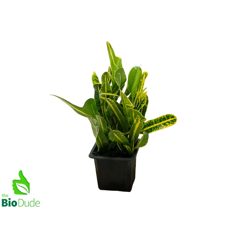 3 Pot Croton Banana