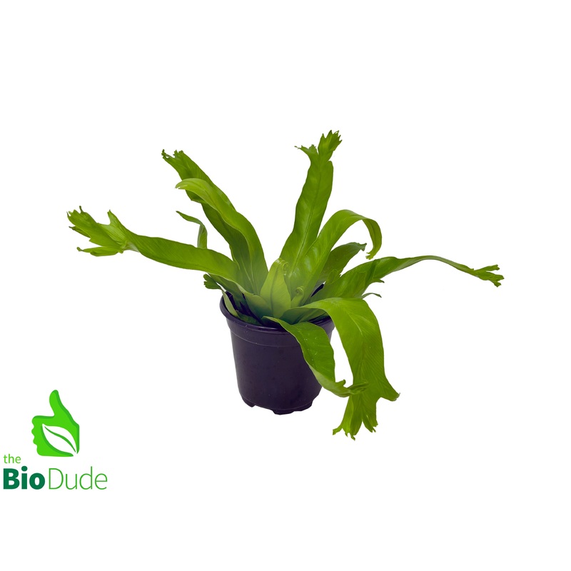 4 Pot Bird’s Nest Fern Crissie