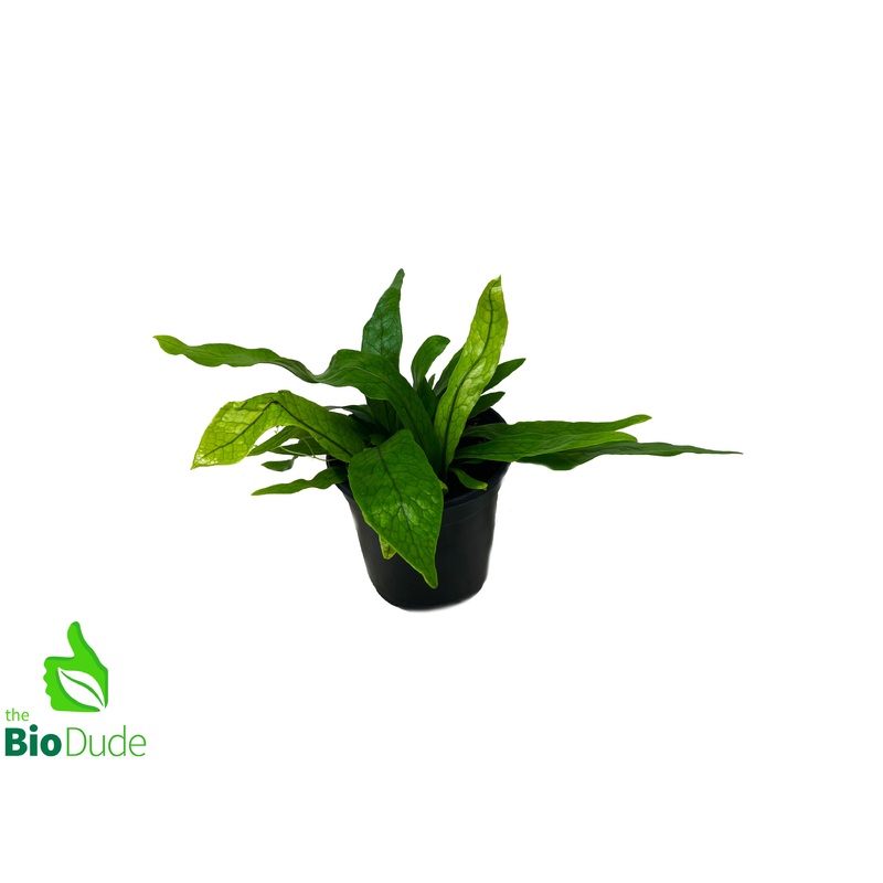 4 Pot Bird’s Nest Fern Crocodile