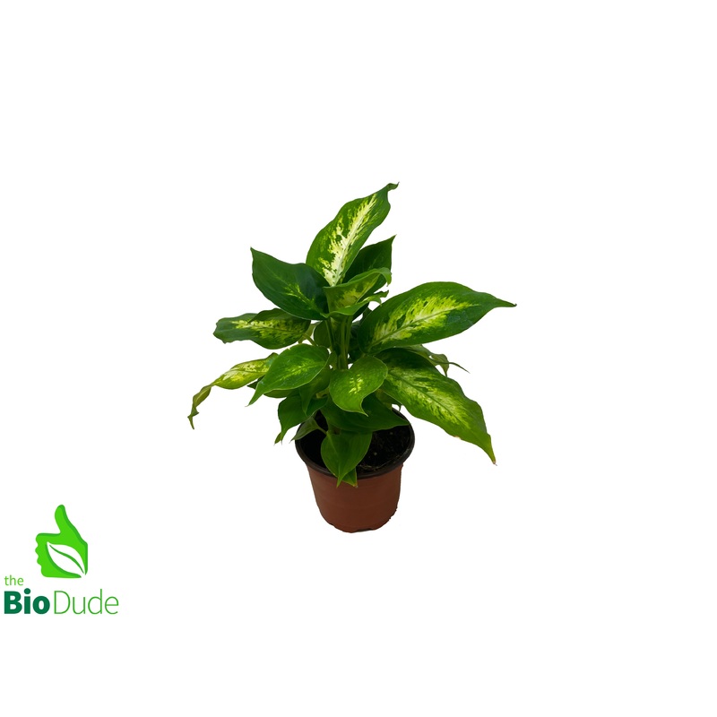 4 Pot Dieffenbachia Compacta