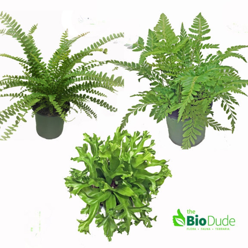 4 Pot Fern 3-Pack