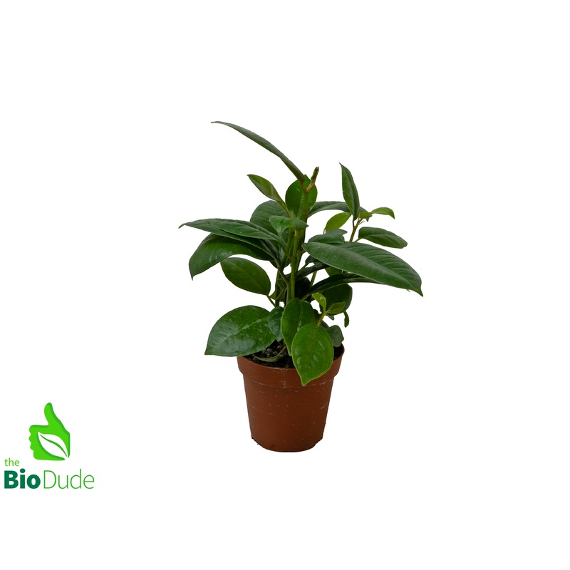 4 Pot Ficus Elastica Robusta, Rubber Tree