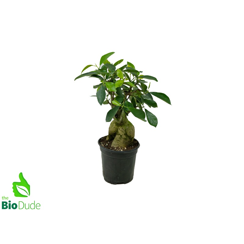 4 Pot Ficus Ginseng
