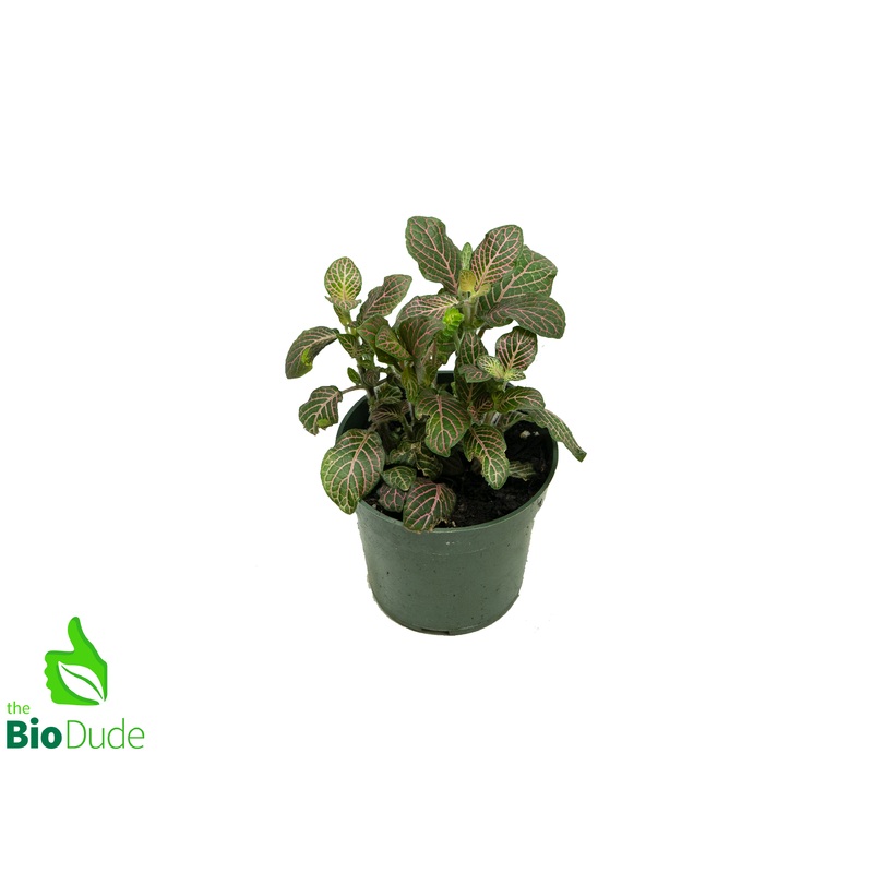 4 Pot Fittonia Pink