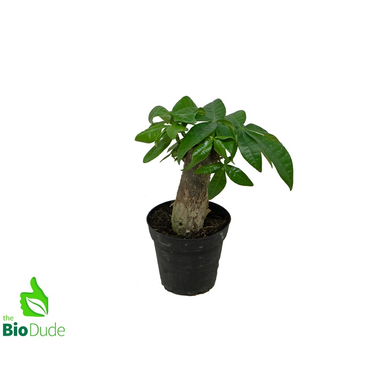 4 Pot Fortune Money Tree – Pachira