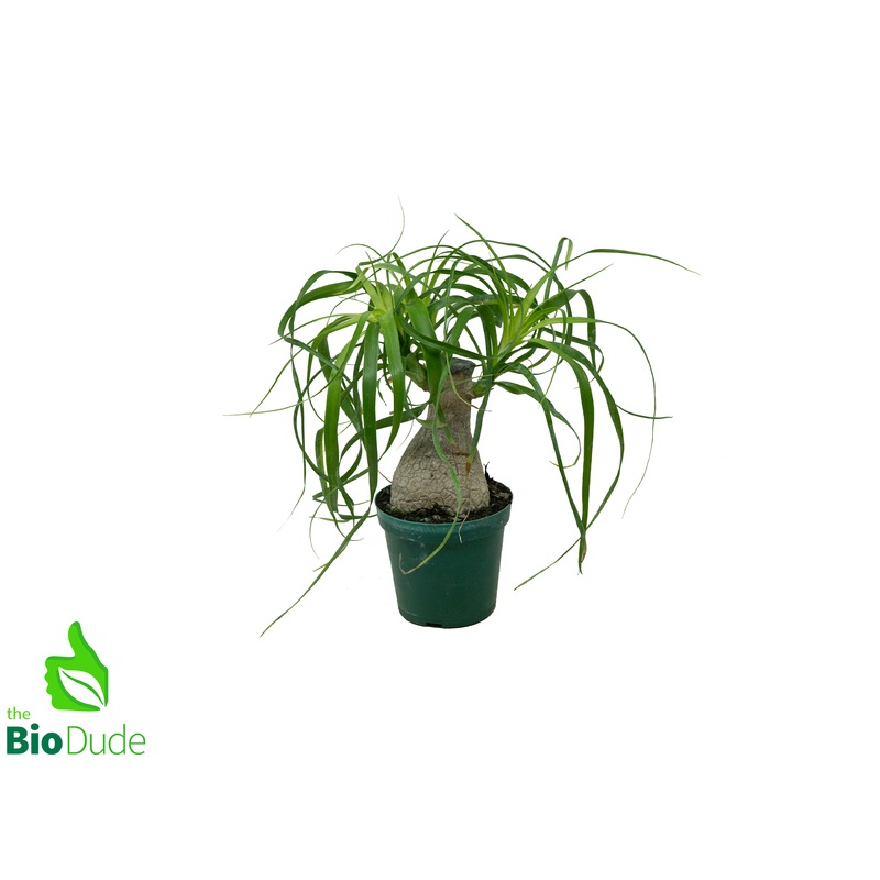 4 Pot Guatemalan Ponytail Palm