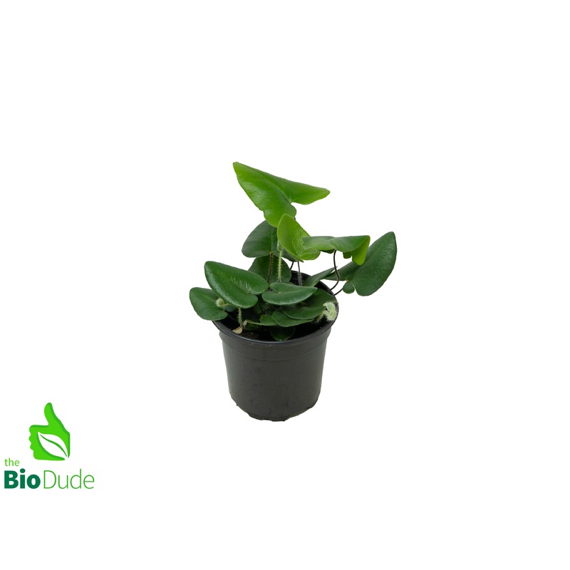 4 Pot Heart Fern
