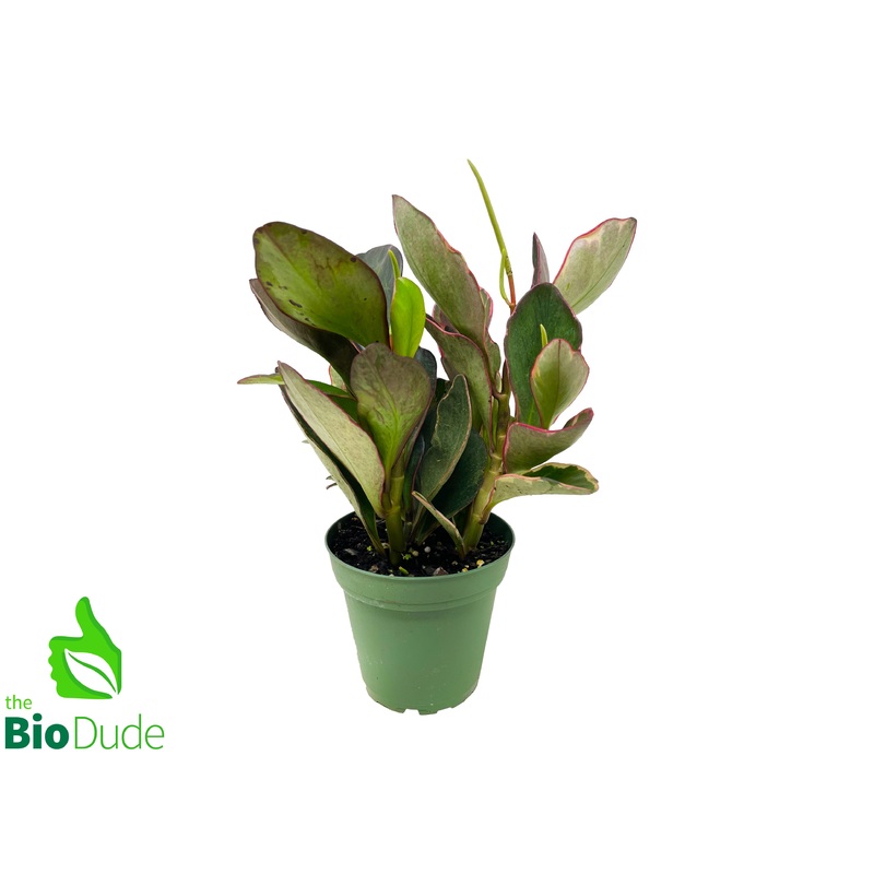 4 Pot Peperomia Ginny