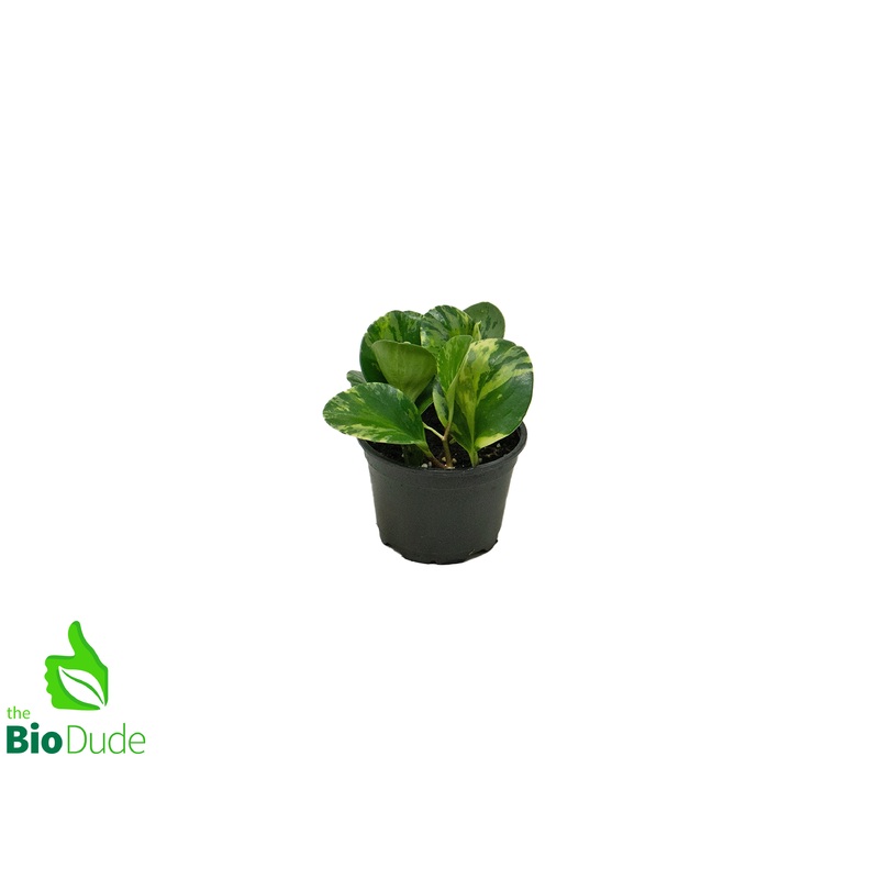 4 Pot Peperomia Marble