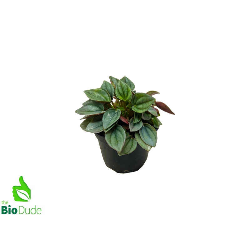 4 Pot Peperomia Napoli Nights