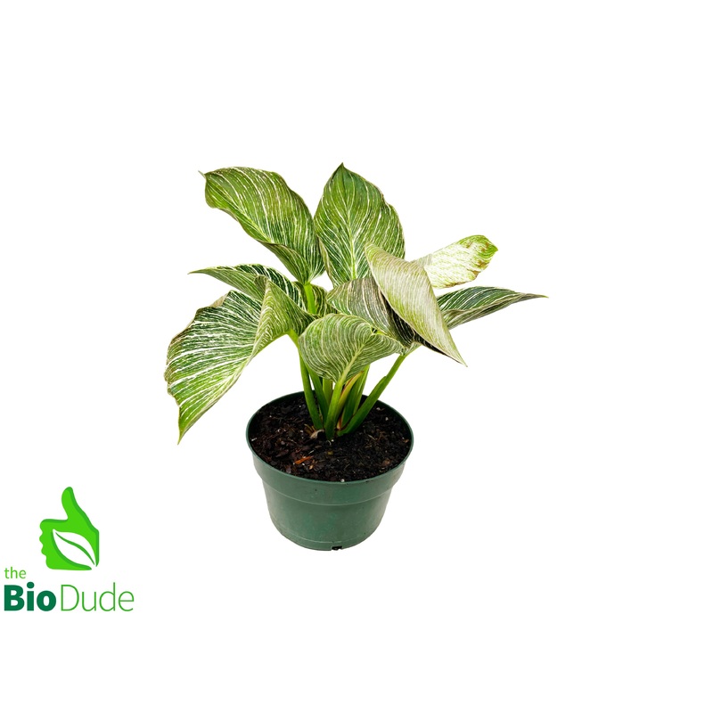 4 Pot Philodendron Birkin