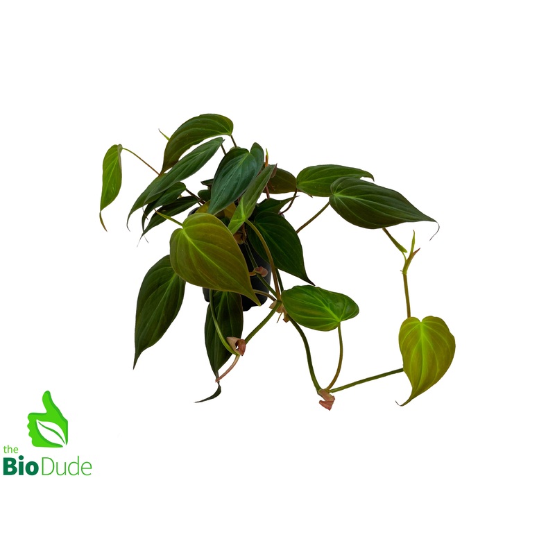 4 Pot Philodendron Micans