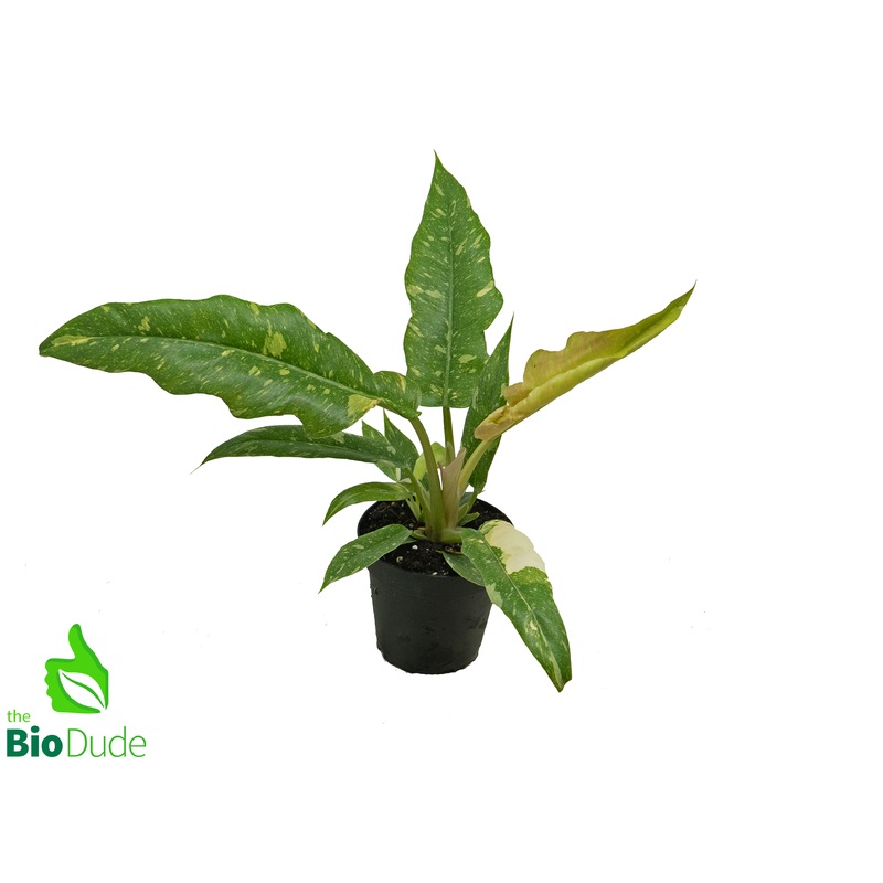 4 Pot Philodendron Ring of Fire