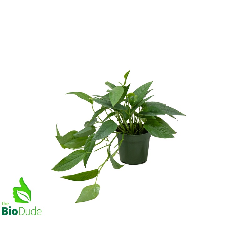 4 Pot Pothos Cebu Blue