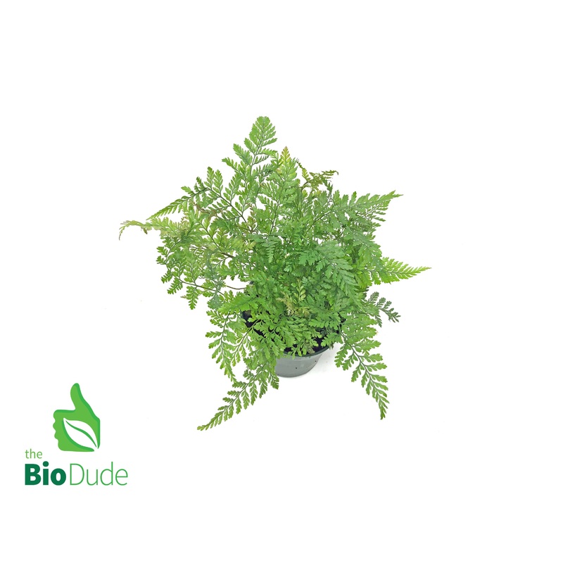 4 Pot Rabbit’s Foot Fern