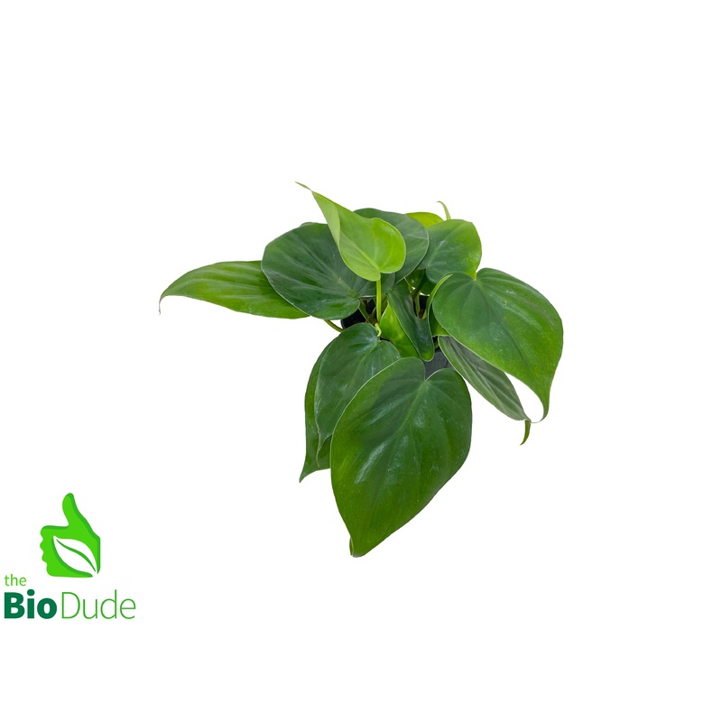 4 Pot Sweetheart Philodendron