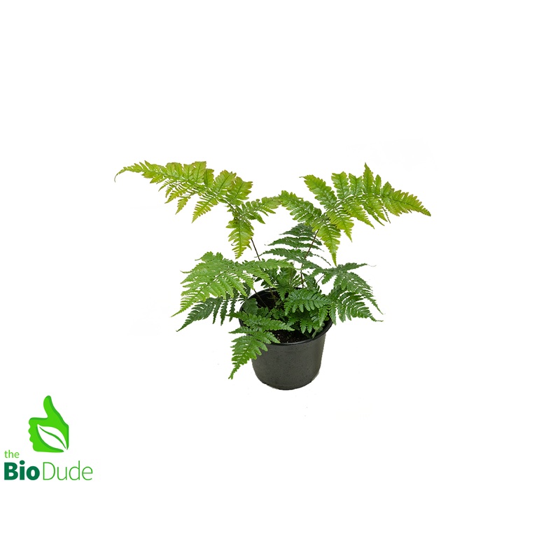 6 Pot Autumn Fern
