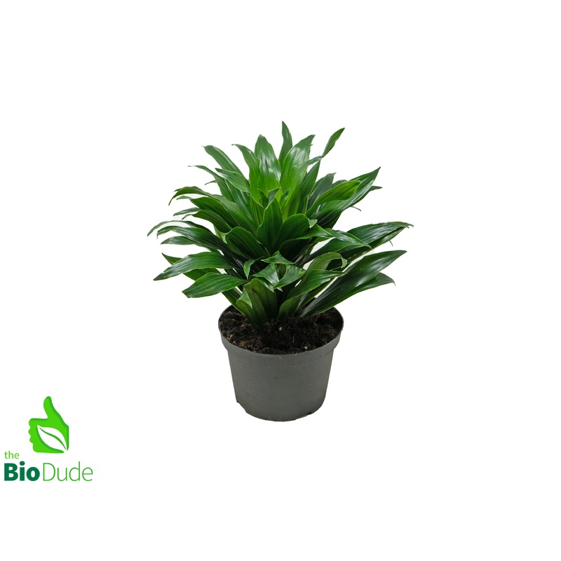 6 Pot Dracaena JC Compacta