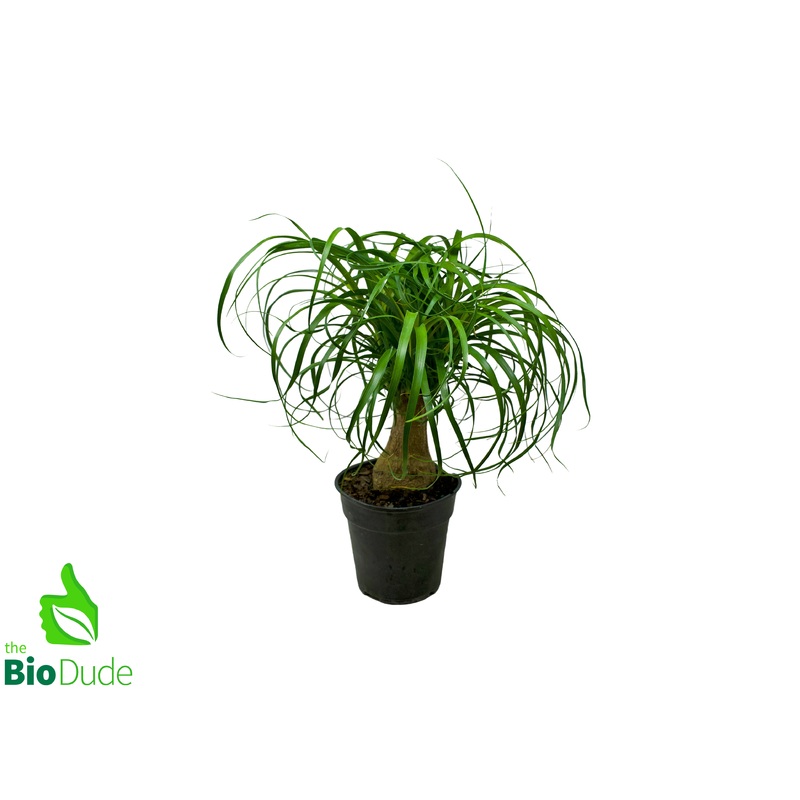 6 Pot Guatemalan Ponytail Palm
