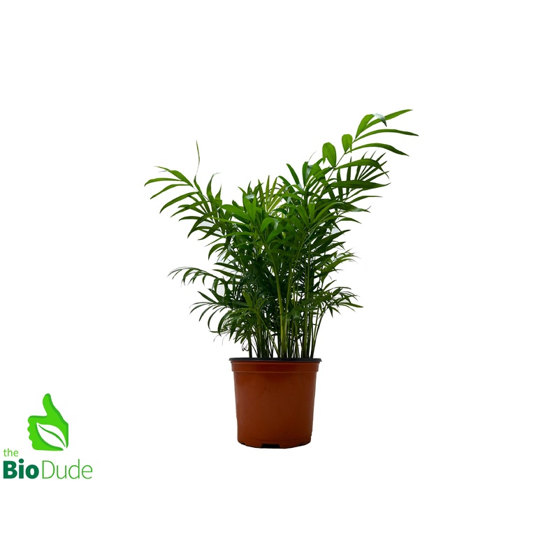 6 Pot Neanthe Bella Palm