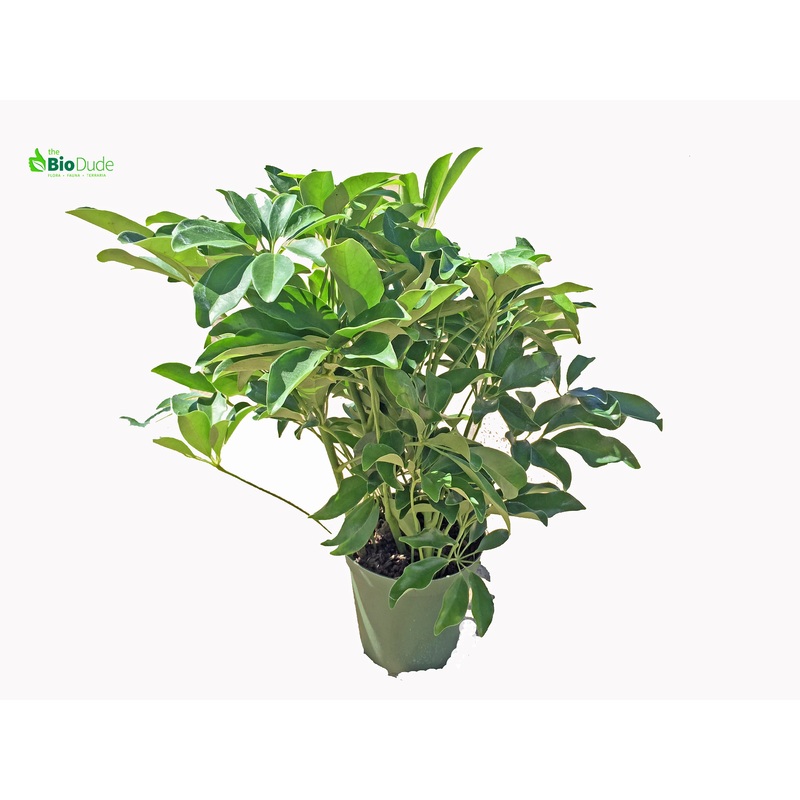 8 Pot Schefflera Tree
