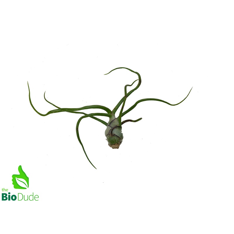 Bulbosa Guatemala Tillandsia 2-3