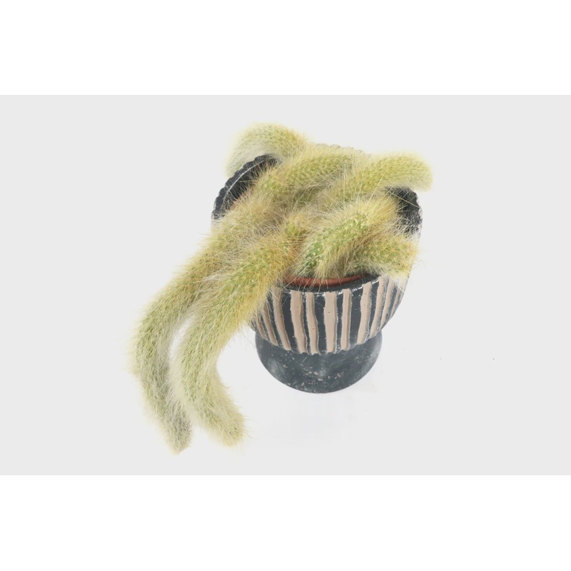Cleistocactus colademononis 10.5/12.5 – TRAY 15x