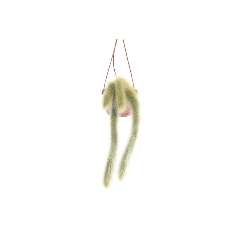 Cleistocactus colademononis 14/25 – BOX 10x