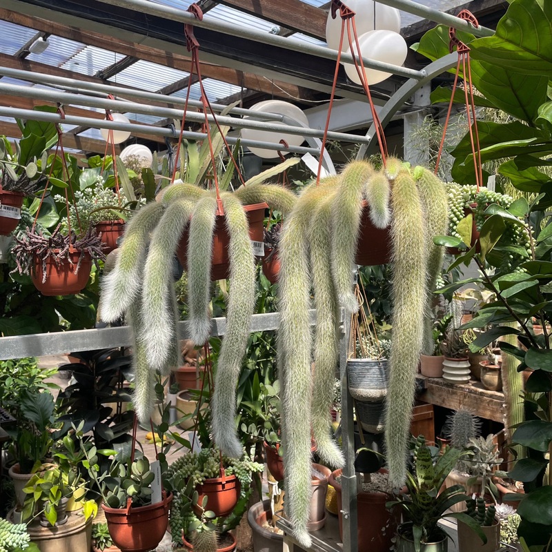 Cleistocactus colademononis 17/50 – BOX 6x
