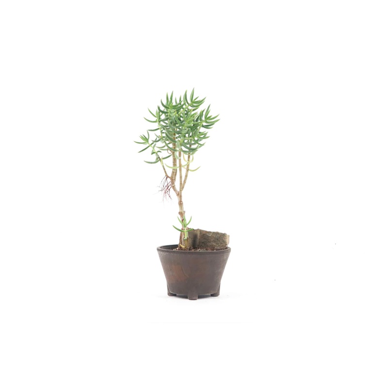 Crassula tetragona|11|12|25