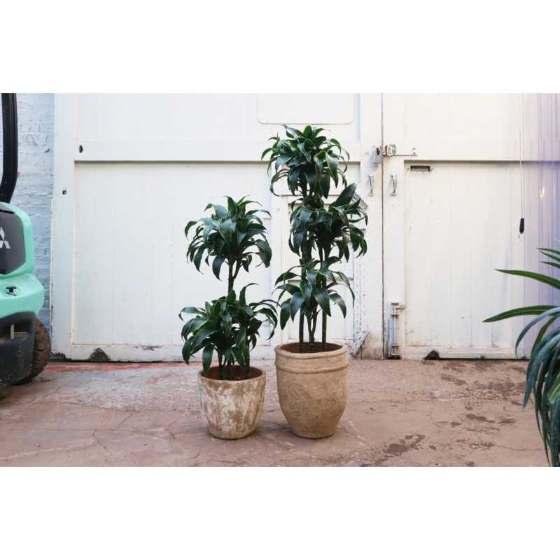 Dracaena fragrans ‘Dorado’|19|21|27|24|80|90|95|160|130|3PP|4PP
