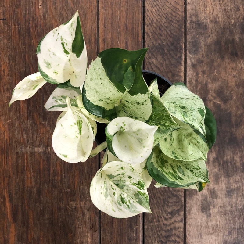 Epipremnum Happy Leaf – Manjoula Pothos, 12cm Pot