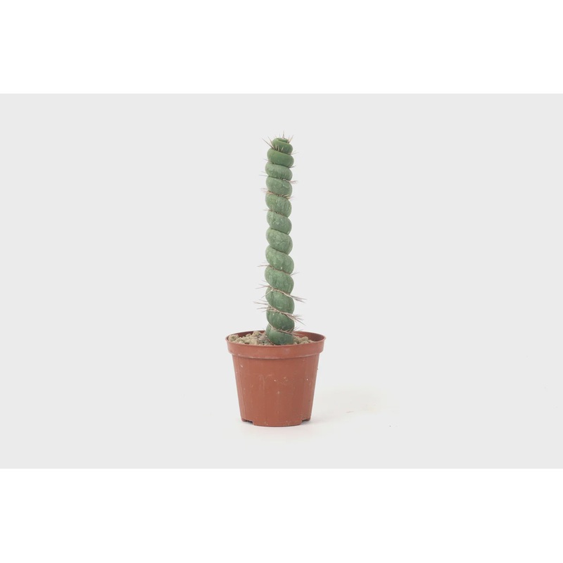 Eulychnia castanea f. varispiralis 8/18/Single-stem – TRAY 6x