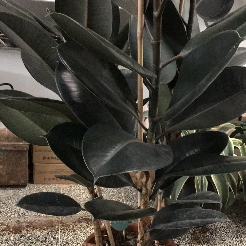 Ficus Abidjan – Rubber Plant – 17cm pot