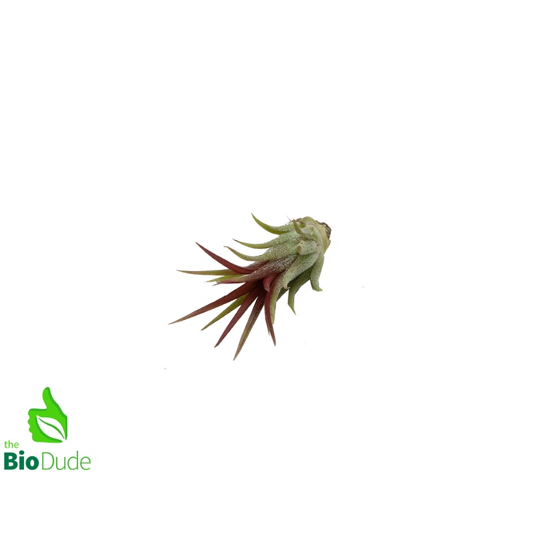 Ionantha Fuego Tillandsia 1-2