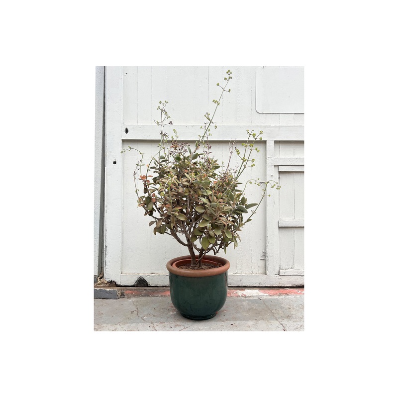 Kalanchoe orygalis (specimen)|42|120