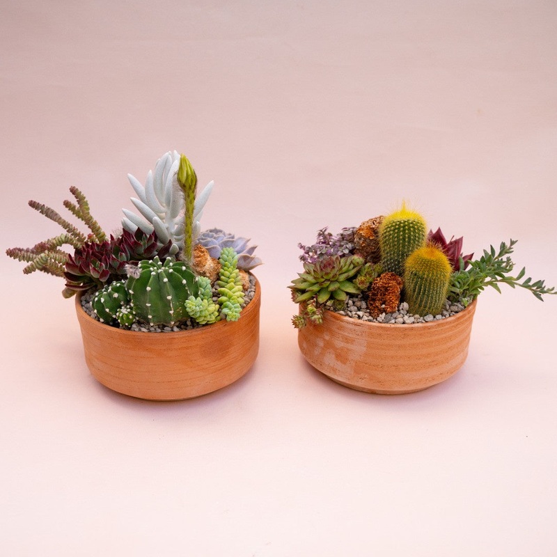 Mare large – BOX 2x