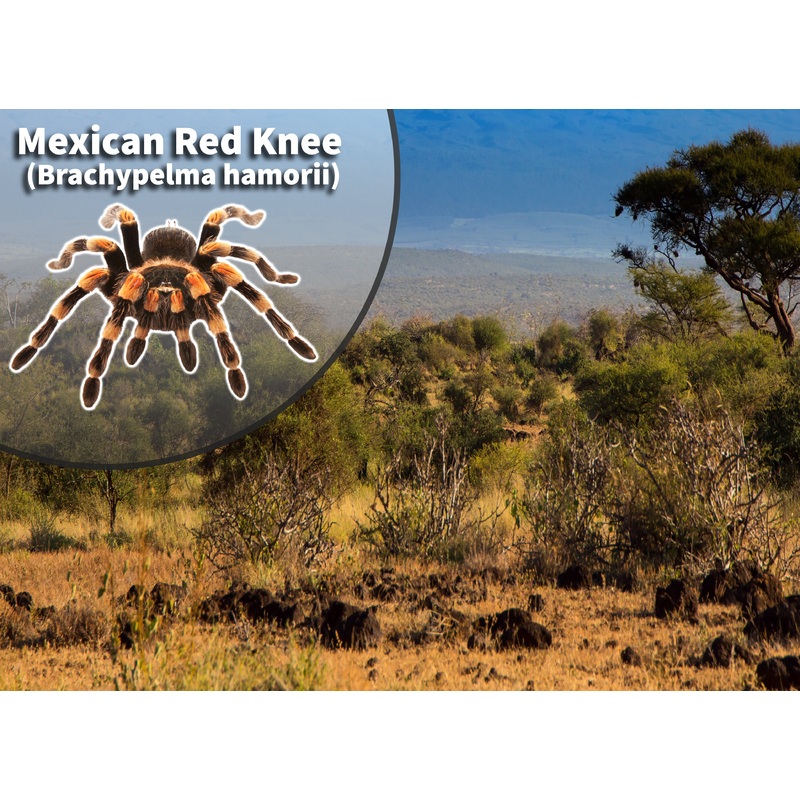 Mexican Red Knee (Brachypelma hamorii) Bioactive Habitat Vivarium Kit
