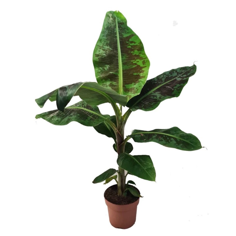 Musa Dwarf Cavendish – Banana Plant, 21cm Pot