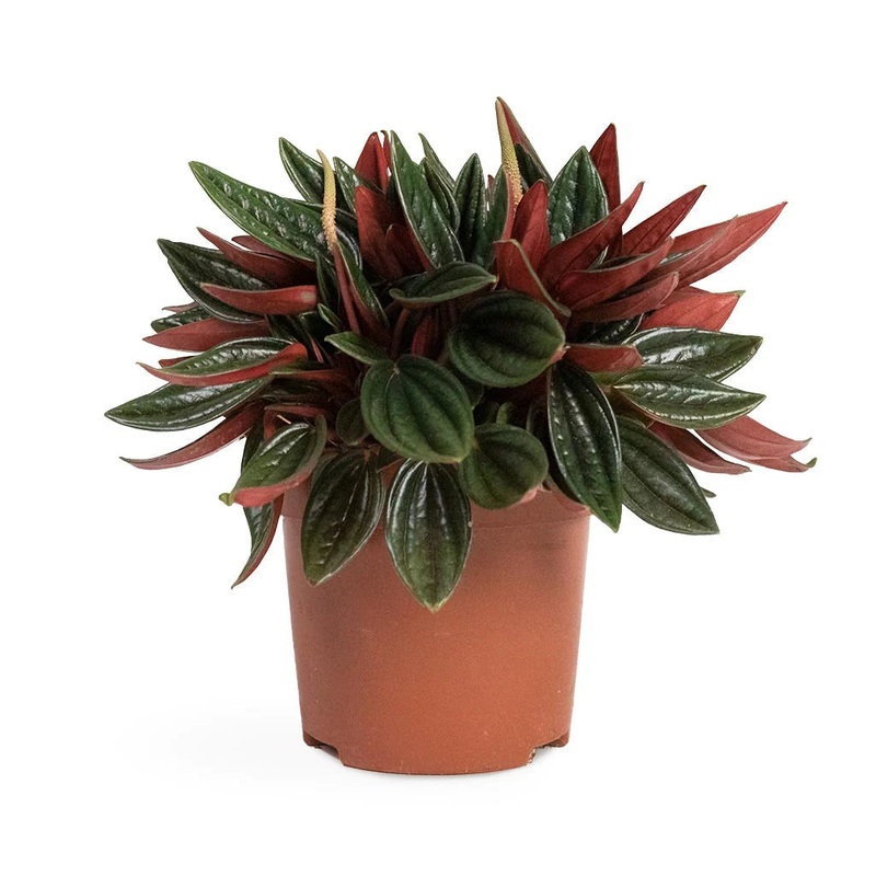 Peperomia caperata – Rosso, 10cm Pot
