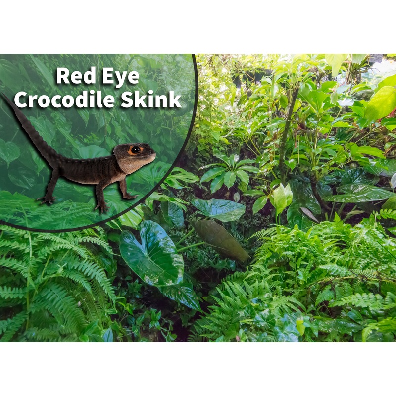 Red-eyed Crocodile Skink (Tribolonotus gracilis) Bioactive Vivarium Kit