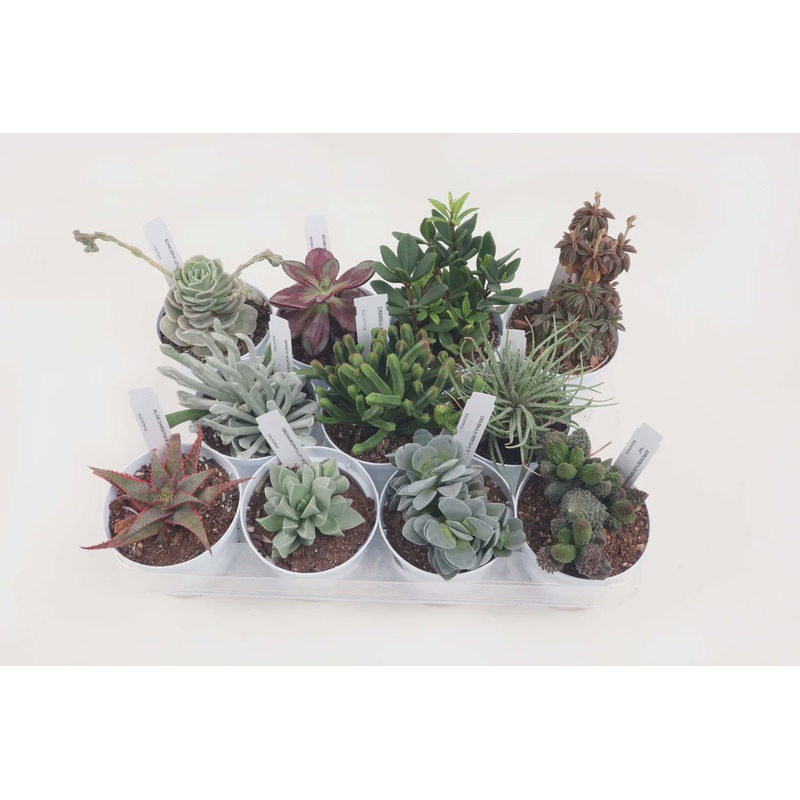 Succulent mix 10.5cm – TRAY 11x