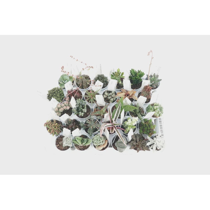 Succulent mix 5.5cm – TRAY 30x
